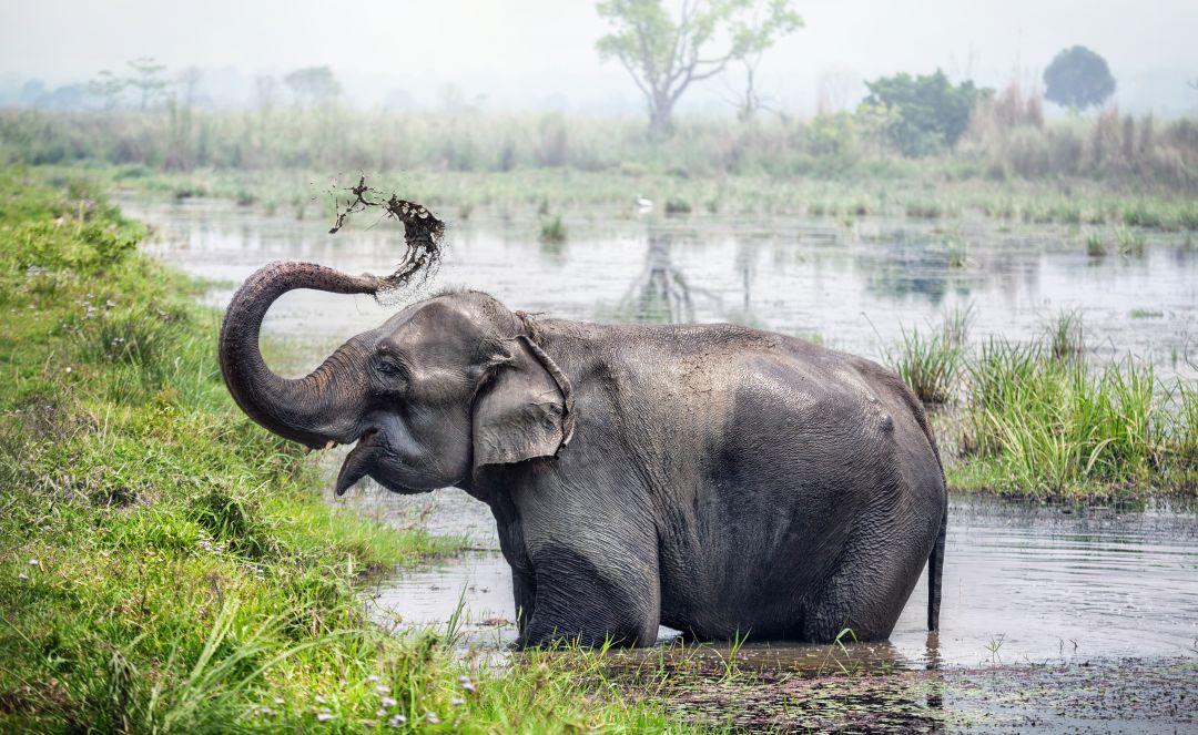 Asian Elephant Taking Bath In Chitwan National Park, Nepal - World Animal Day 2018 (The Great Projects)