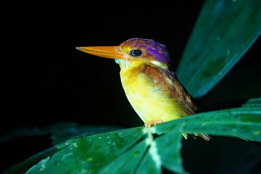 Borneo Kingfisher