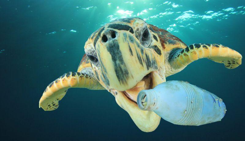 Turtle Biting Plastic Bottle
