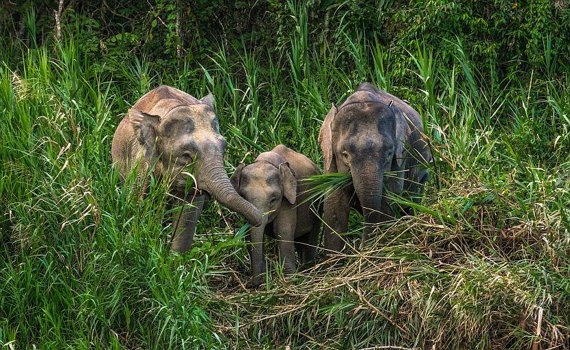 Pygmy elephants