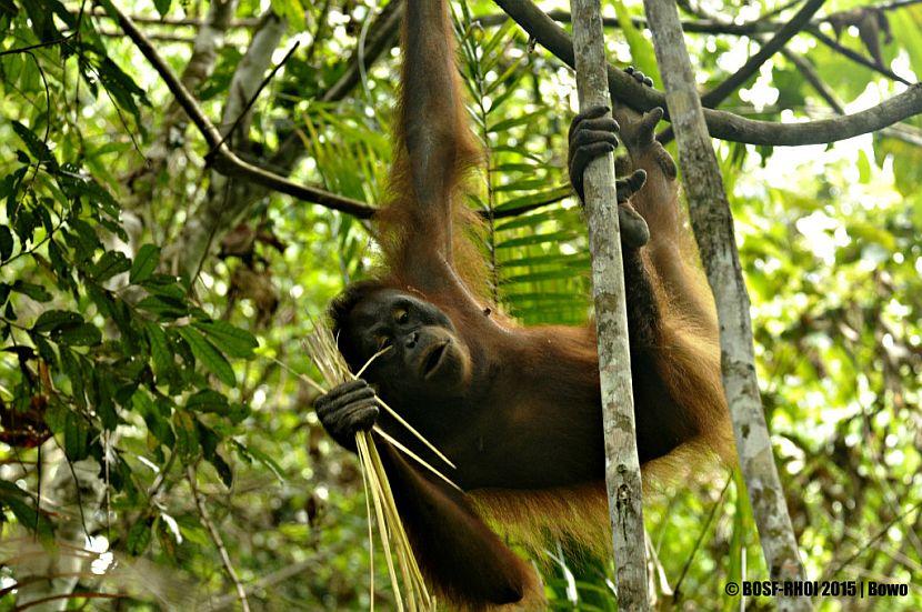 Ajeng the Orangutan