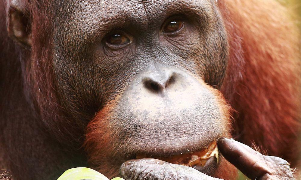 Simanggang  - The Great Orangutan Project