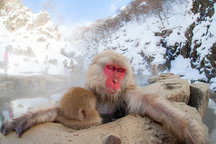 Snow monkey relaxing in an onsen