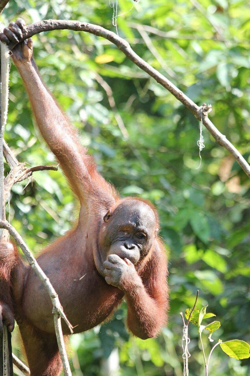 Shelton the Orangutan