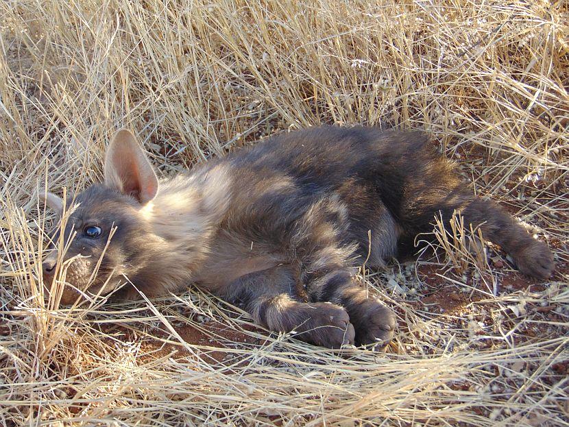 Baby Hyena In Namibia