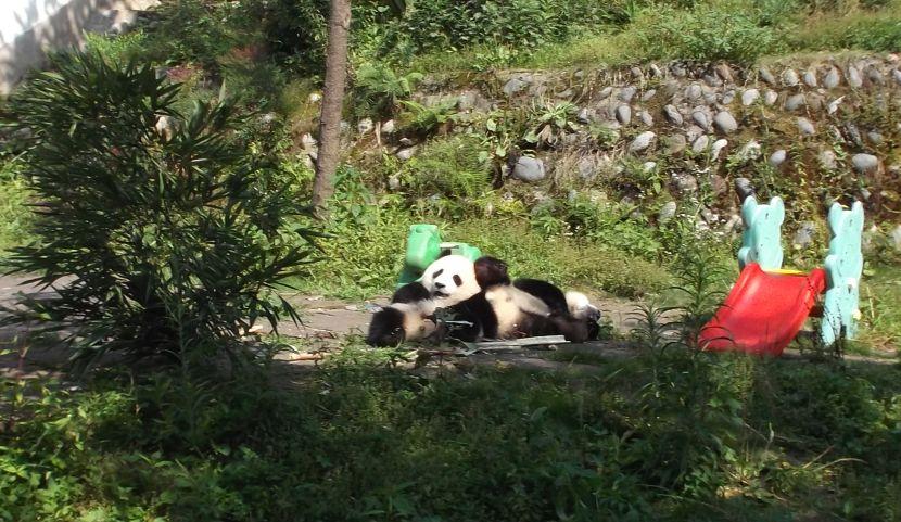 volunteer with pandas in china 