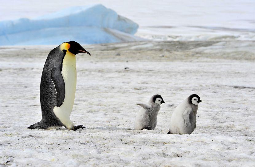 Emperor penguin and babies