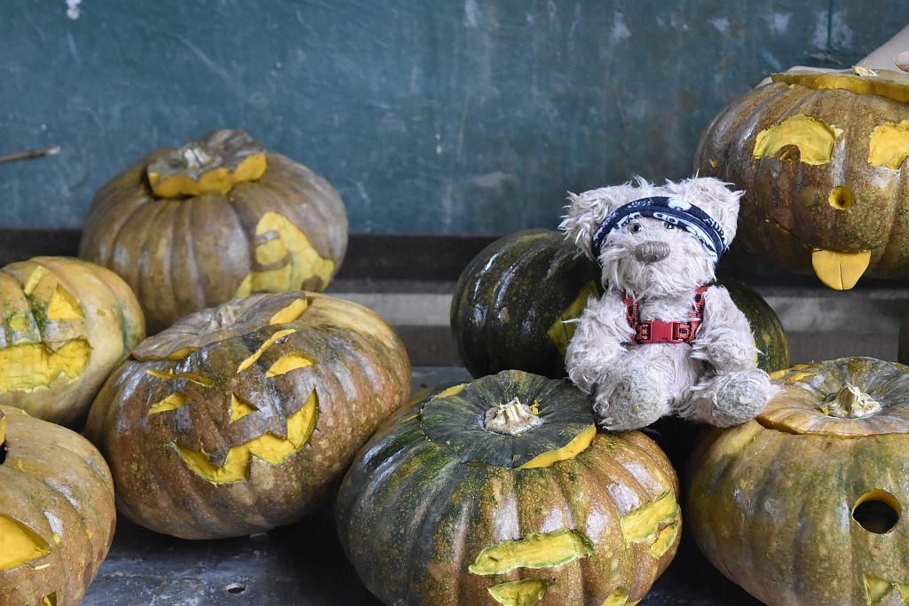 Pumpkin Carvings at the Samboja Lestari Orangutan Project