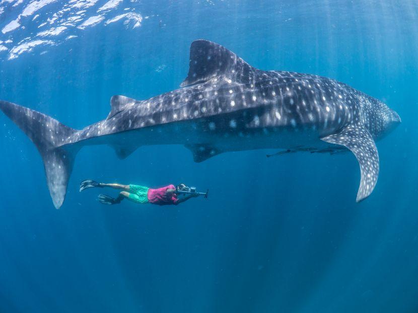 whale shark conservation 