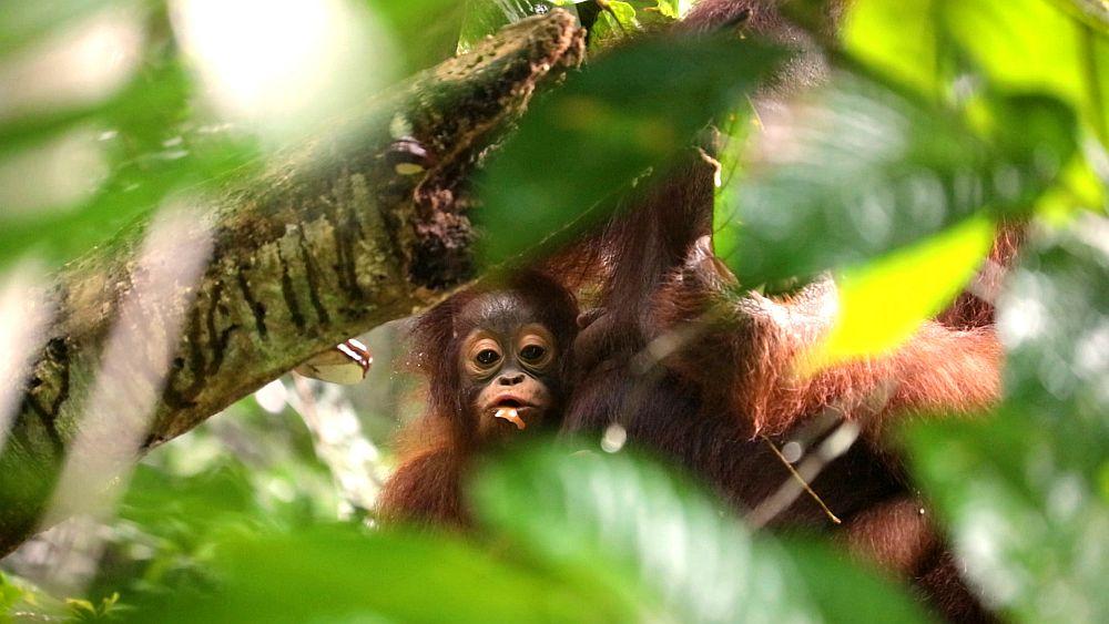 Orangutan Baby With Mum