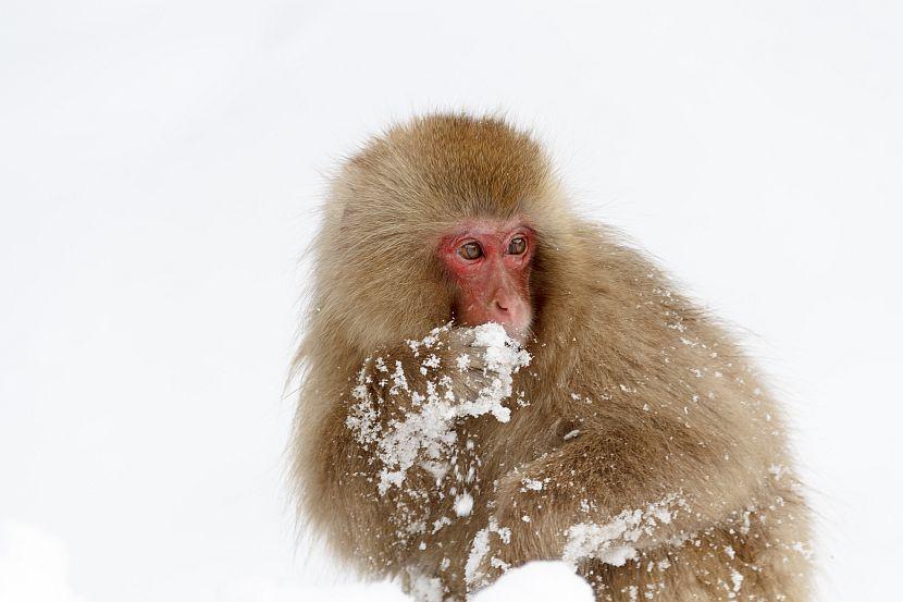 Snow monkey playing in snow