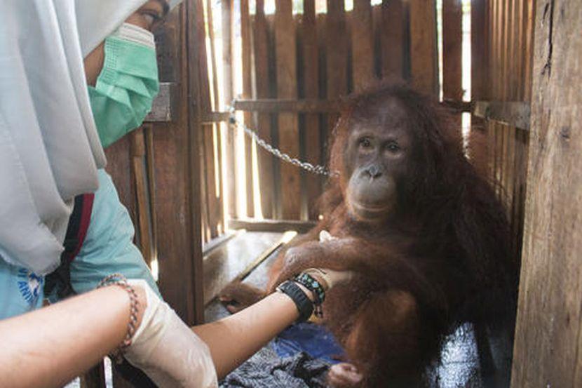 endangered orangutan in borneo 