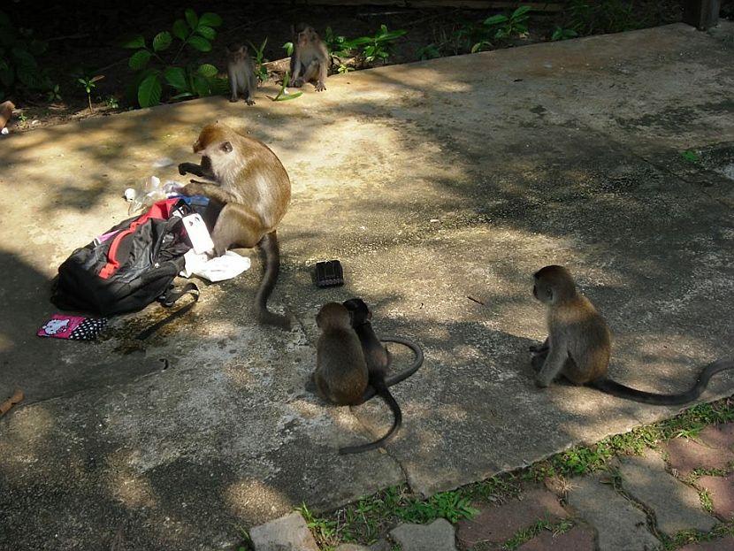 Orangutan Volunteering in Borneo