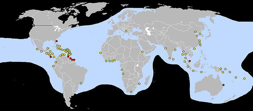 Leatherback Turtle Map