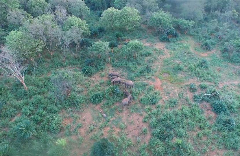Drone view of elephants
