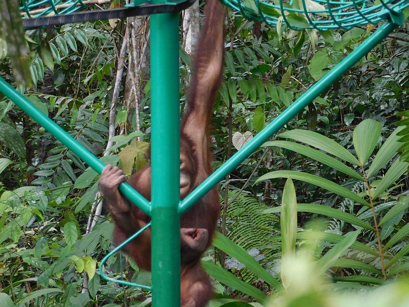 Baby orangutan playing hide and seek