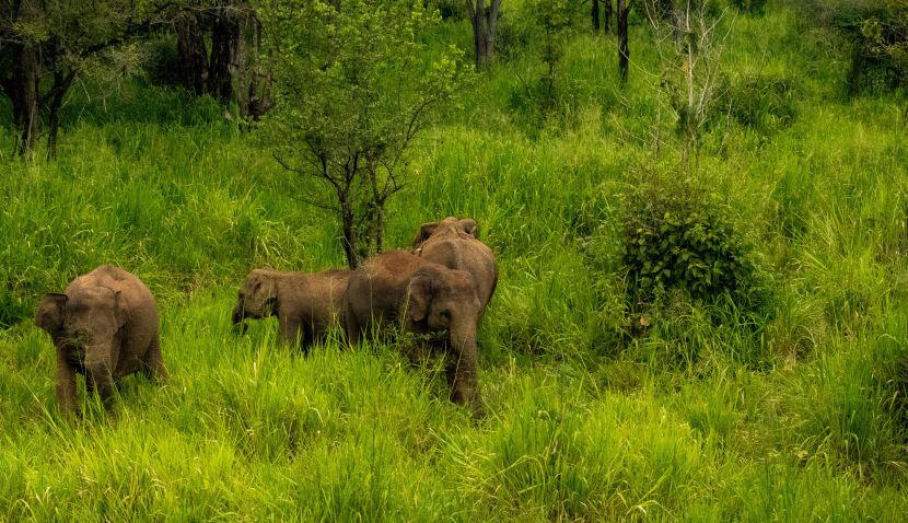 Wild Elephant Herd In Sri Lanka