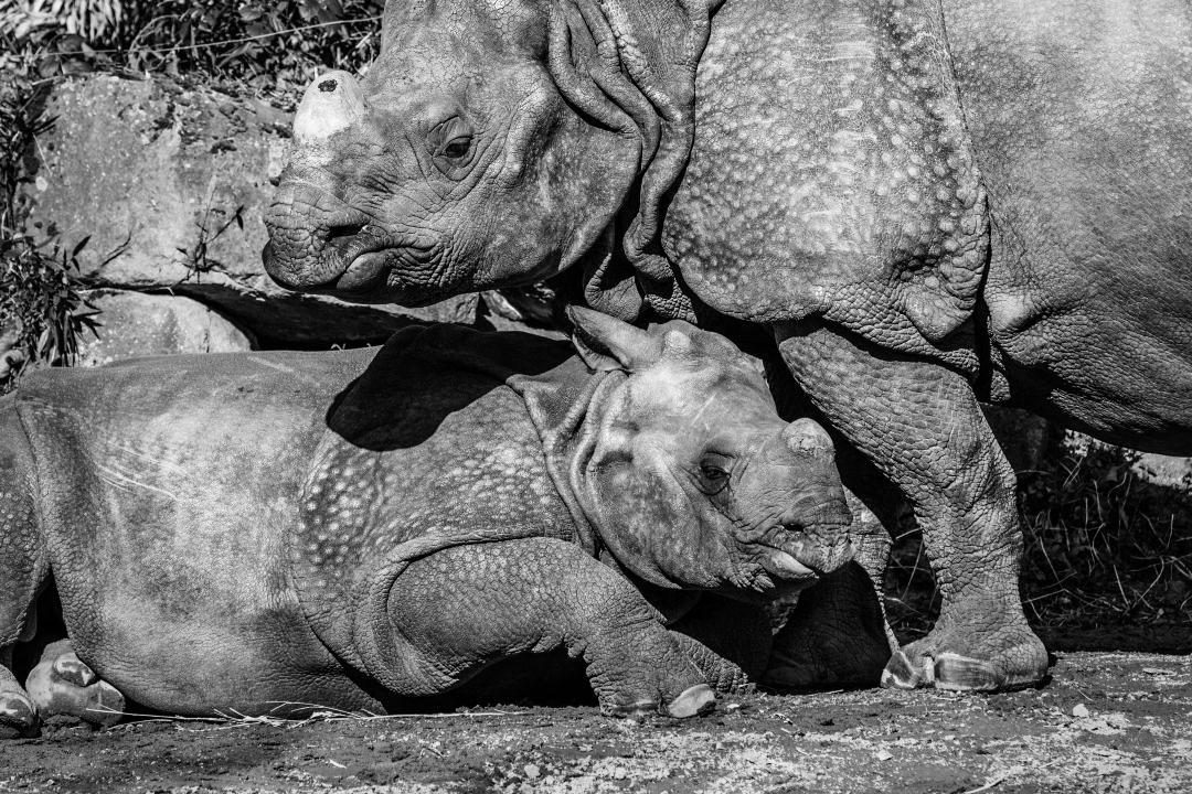 Young Indian Greater One-Horned Rhino With Mother - The Great Projects