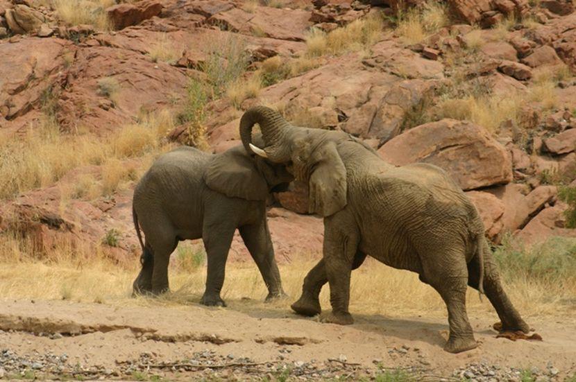 baby elephants playing 
