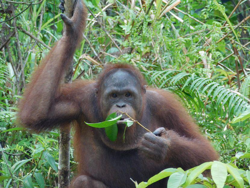 Orangutan Looking
