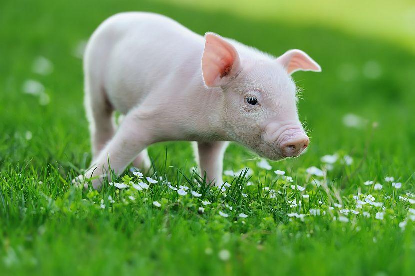 Cute piglet