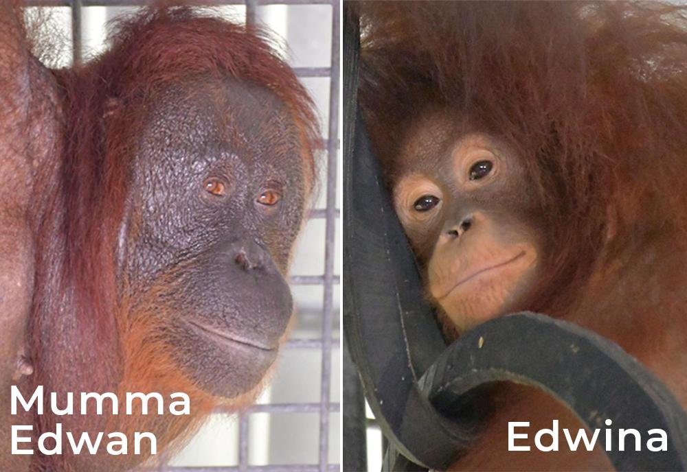 Mumma Edwan and Edwina Orangutans