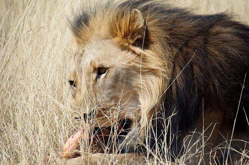 Namibia Lion