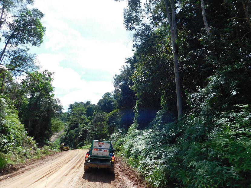 Cars taking orangutans to release site in Borneo