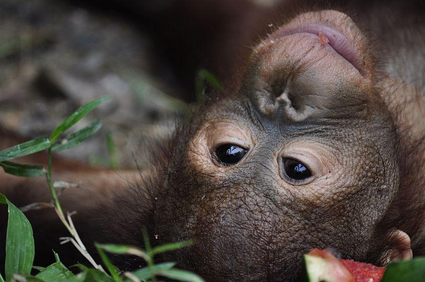 Smiling baby orangutan