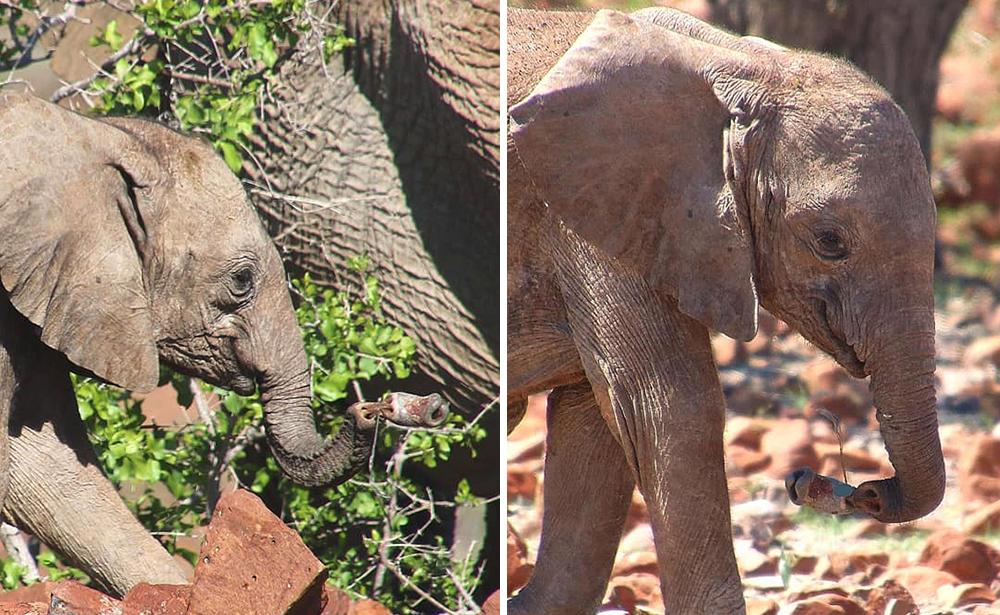 Snare Incident Resulting in Baby Elephant Injury