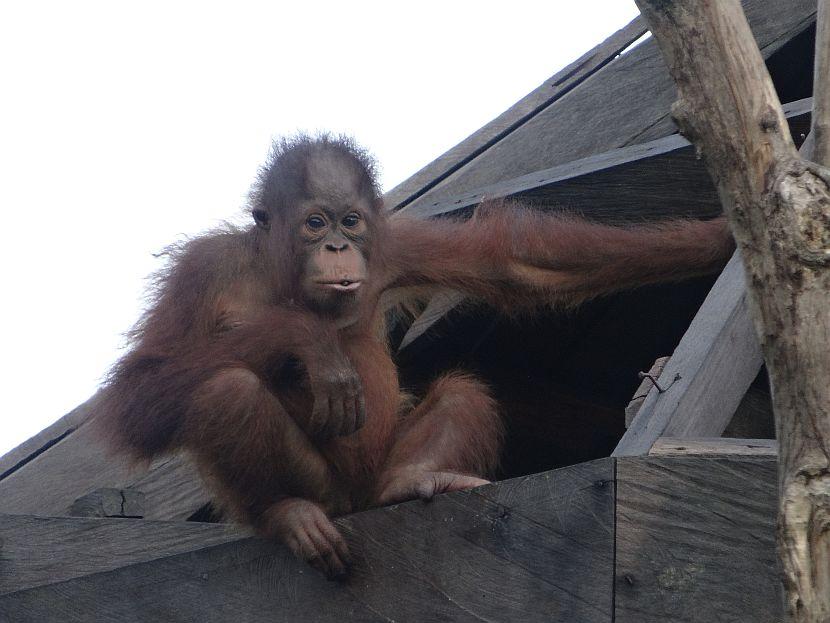Orangutan Awareness Week