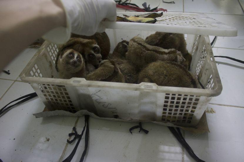 Slow Lorises Released Into The Wild By International Animal Rescue 