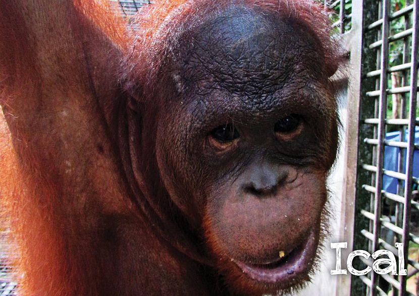 Ical the orangutan picture