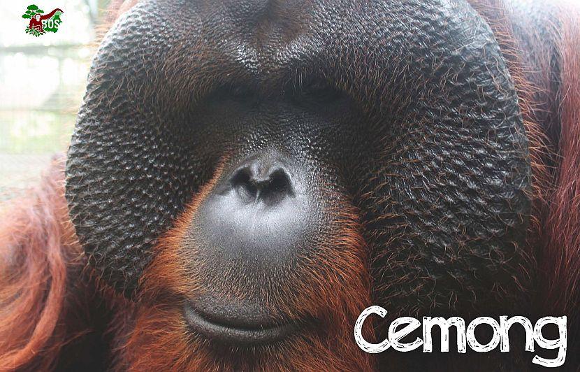 Orangutan from Samboja Lestari