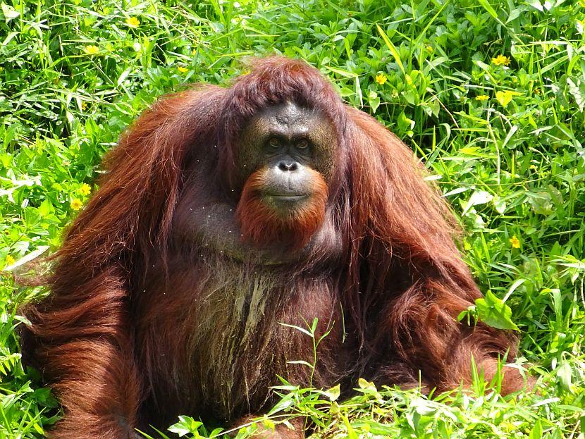 Female Orangutan Borneo