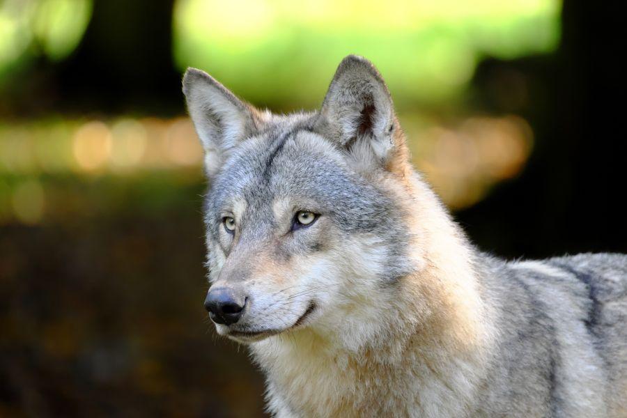 Russian Grey Wolf Canis Lupis