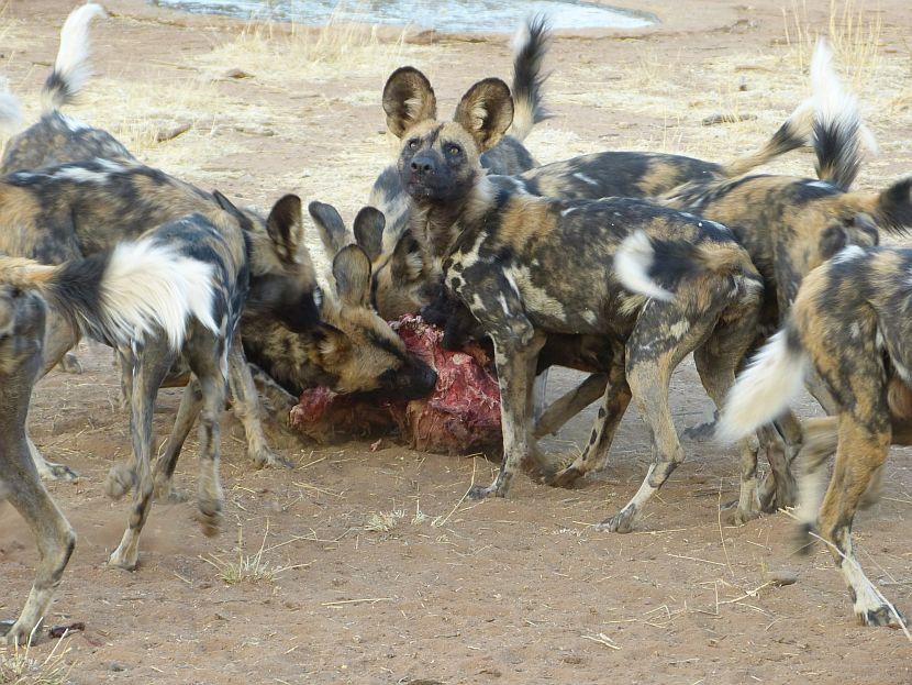 African Wild Dog Feeding