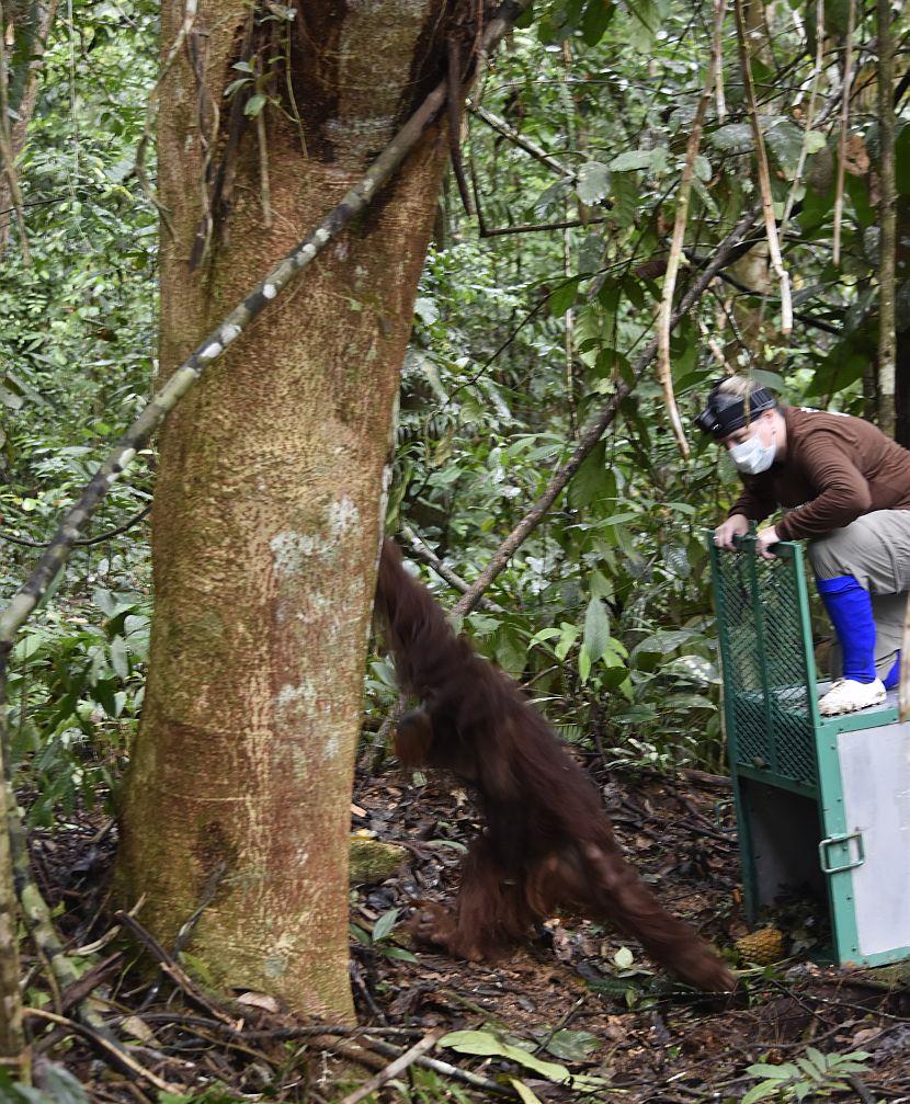 Orangutan climbing a tree in Borneo