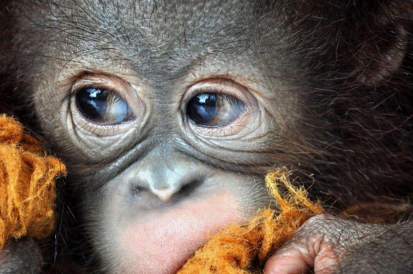 Baby orangutan with big eyes