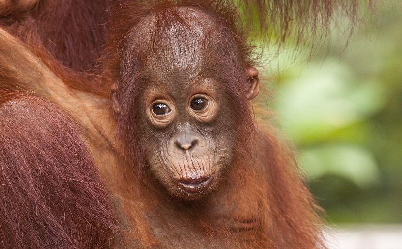 Sassy Orangutan