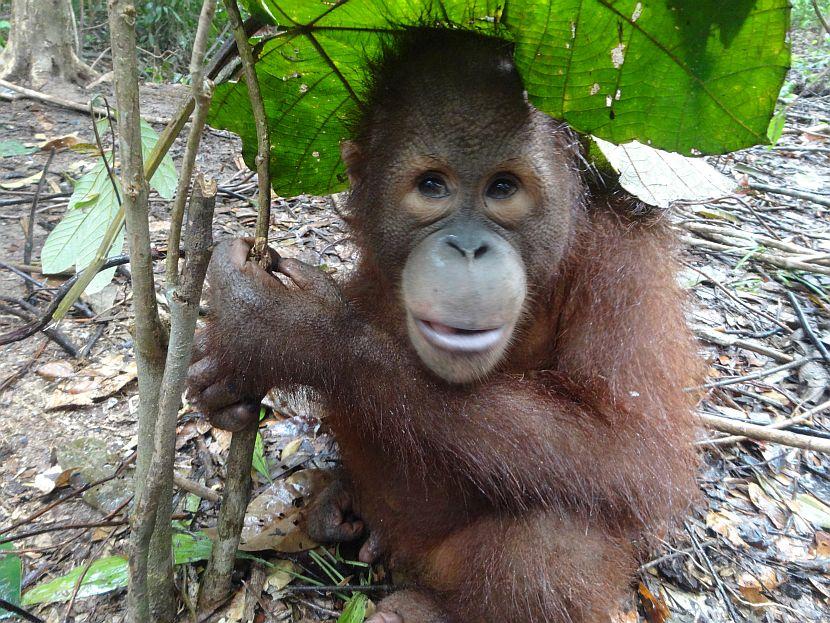 Orangutan Awareness Week 2015