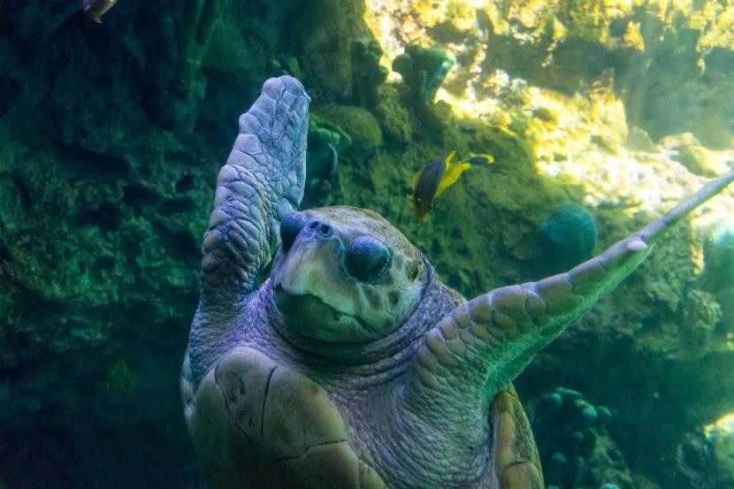 sea turtle images 