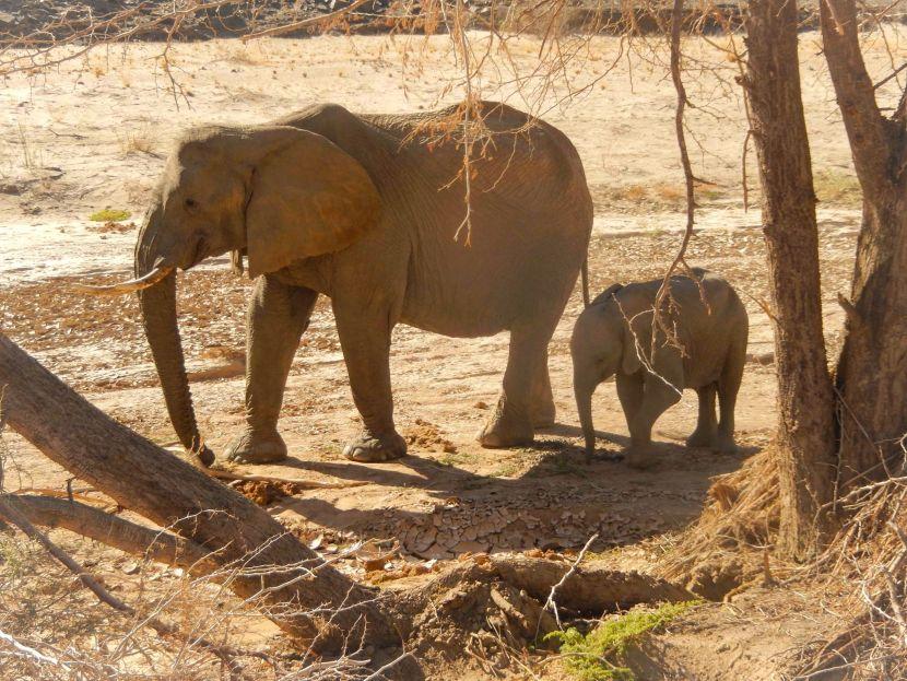 Mother And Baby Elephant In Namibia