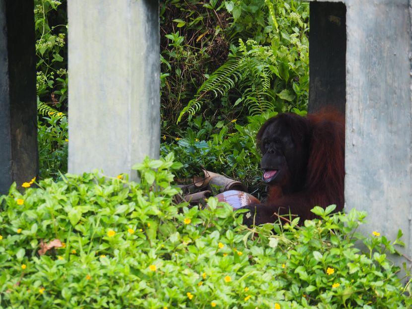 orangutans in borneo 