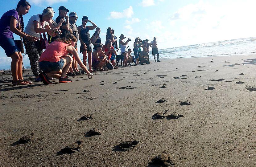 Turtle release in Costa Rica