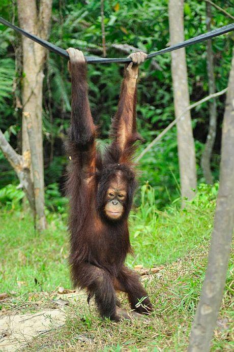 Young Orangutan In Borneo