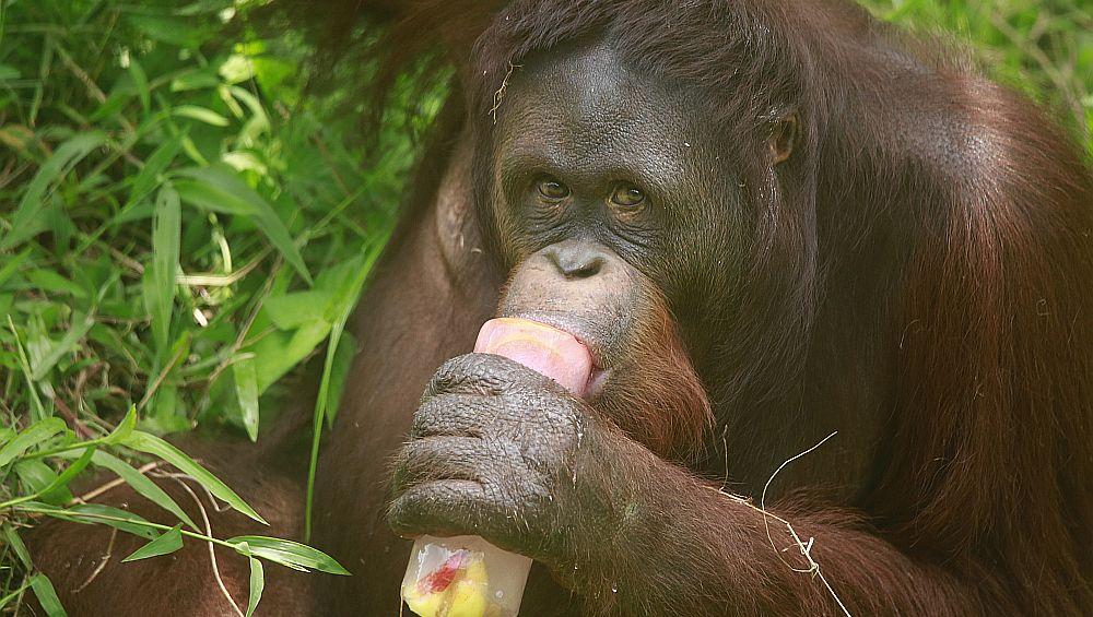 Banyau - The Great Orangutan Project