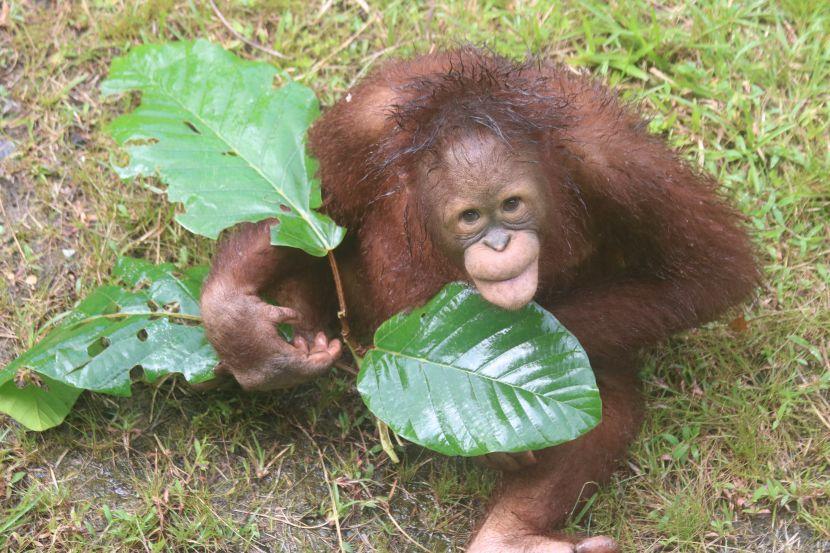 orangutan enrichment at The Great Orangutan Project