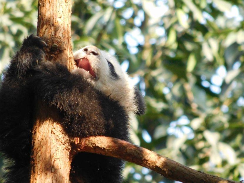 Panda in Tree 