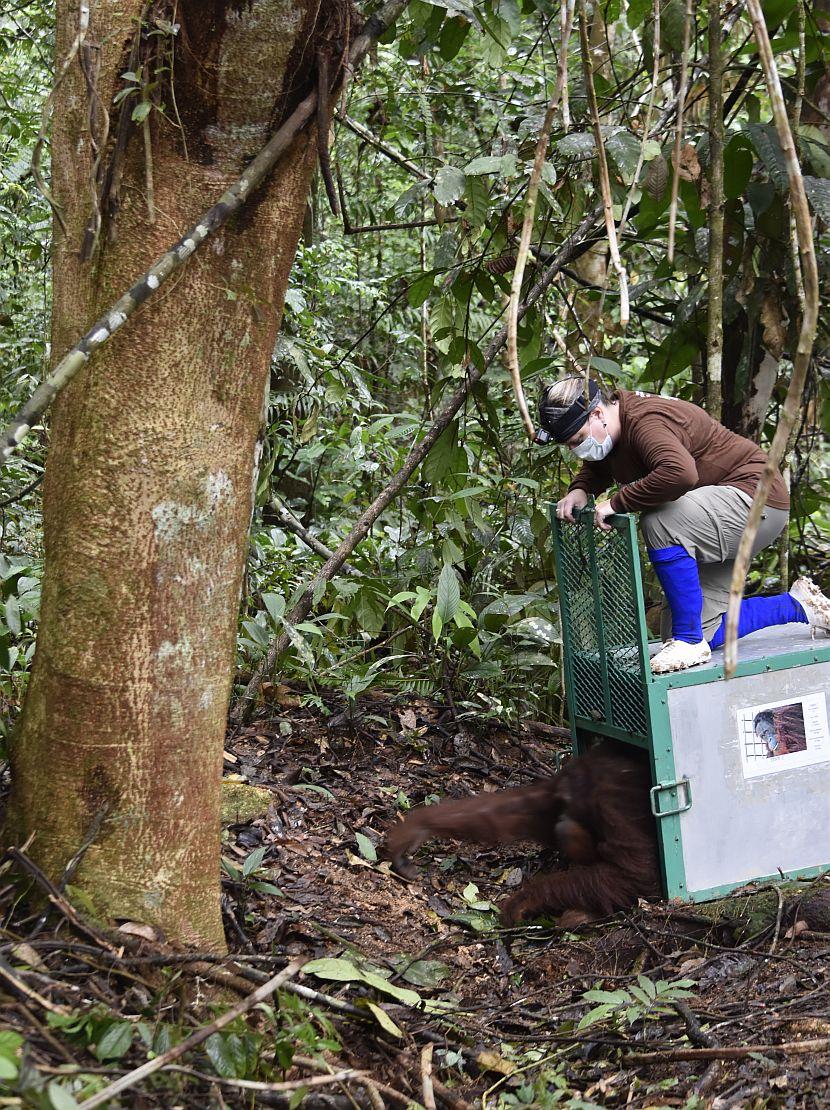 Orangutan being released in Borneo rainforest